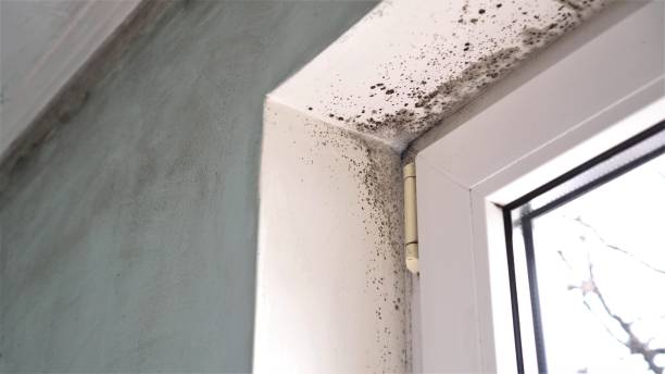 Best Attic Mold Remediation in South Beach, FL