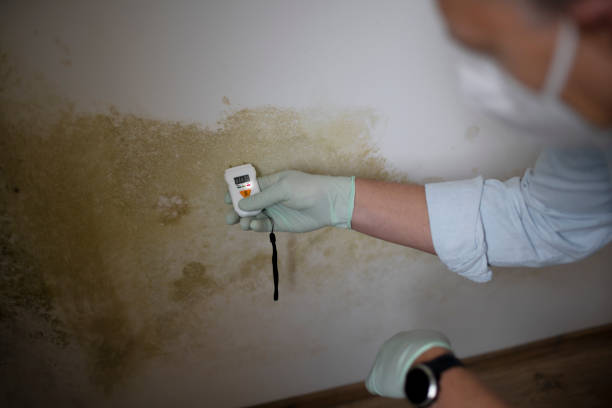 Best Localized Mold Remediation (e.g., coastal areas, humid climates) in South Beach, FL