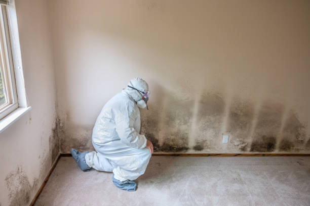 Best Commercial Mold Remediation in South Beach, FL