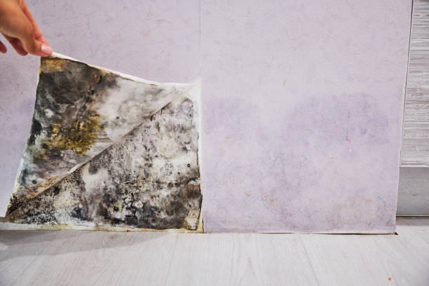Best Post-Flood Mold Remediation in South Beach, FL